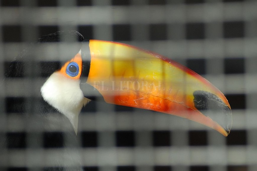 ELLITORAL_367078 | Flavio Raina