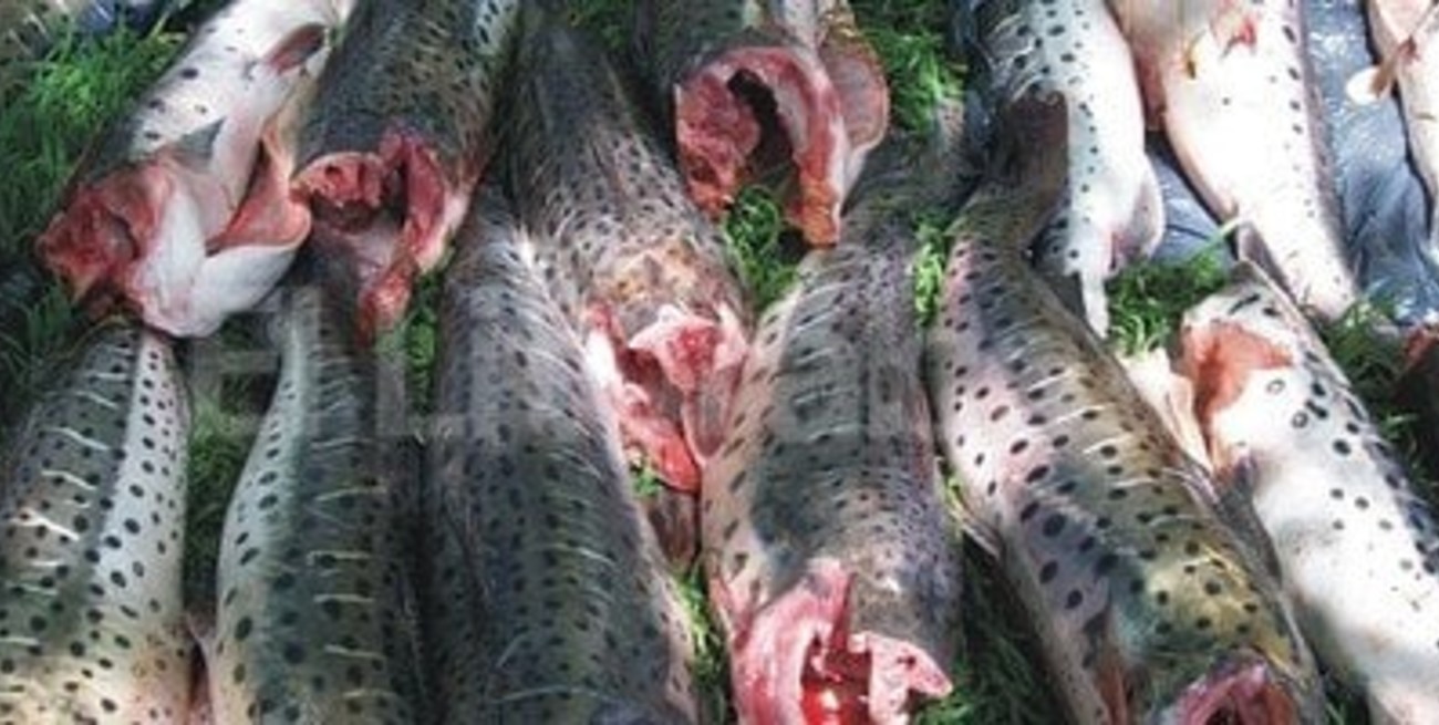 Comienza la veda pesquera de surubí en toda la provincia
