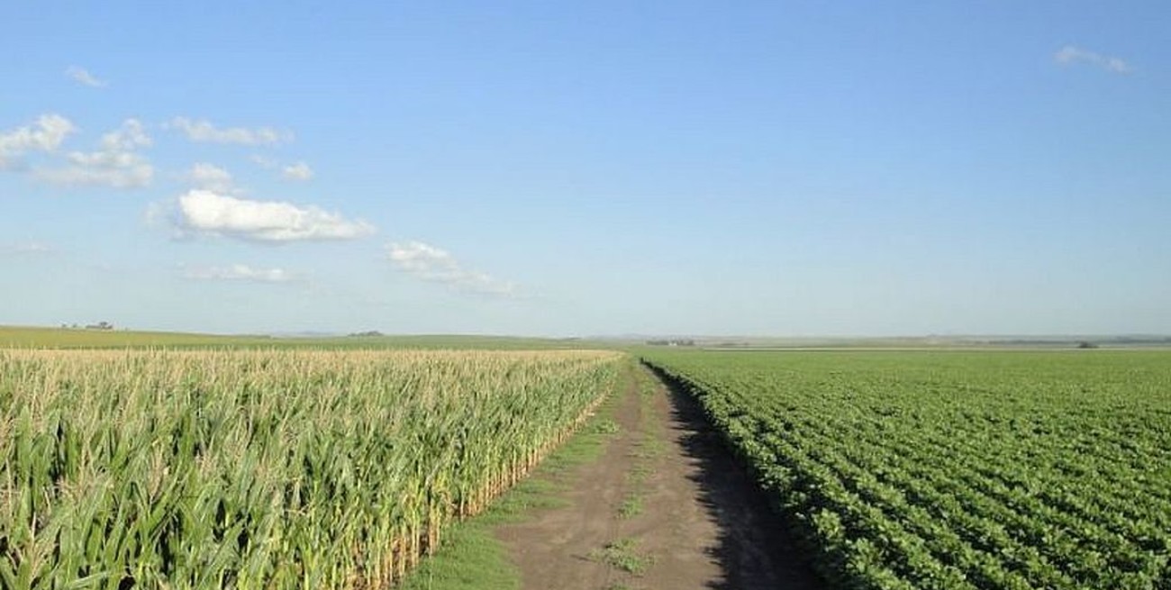 Soja o maíz: esa es hoy la cuestión
