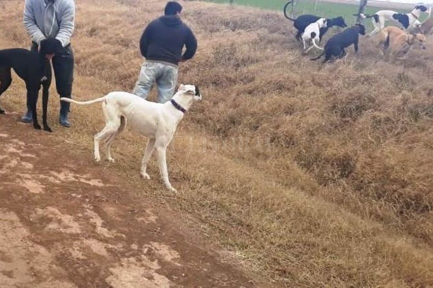ELLITORAL_386993 |  El Litoral Se inició causa contra varias personas por efectuar actividades de caza sin licencia habilitante, con la presencia de perros de raza Galgo y sin la autorización del dueño del campo.