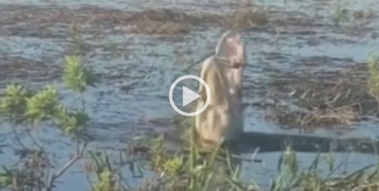 Video: un alligator se comió un drone y se incendió en su boca