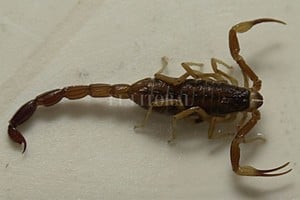 ELLITORAL_432009 |  Archivo Alacrán y escorpión son sinónimos del mismo animal