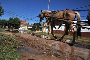 Archivo El Litoral / Flavio Raina La situación de los caballos es, en la mayoría de los casos, de crueldad y esclavitud.
