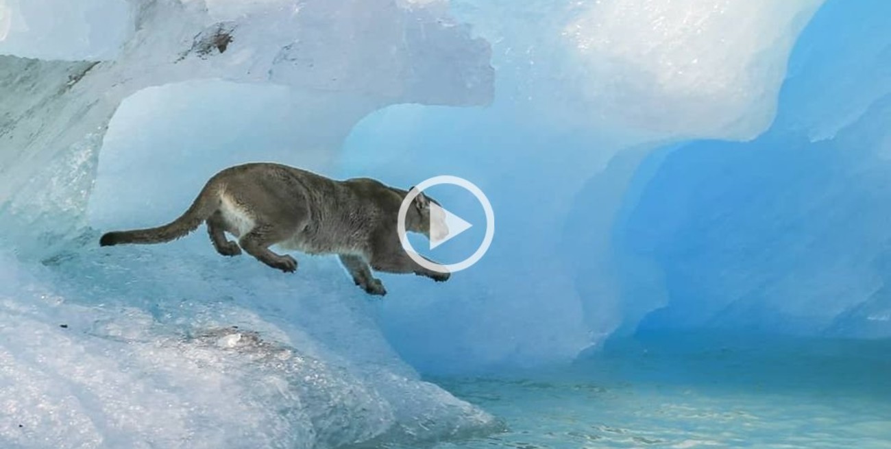 Fotos y video: vieron a un puma sobre un iceberg en el Parque Nacional Los Glaciares