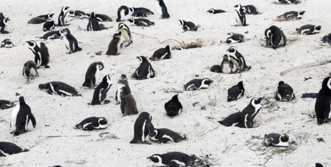 Más de 60 pingüinos en peligro de extinción murieron por un enjambre de abejas