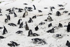 Más de 60 pingüinos en peligro de extinción murieron por un enjambre de abejas