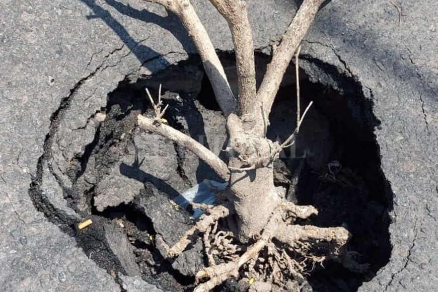 ELLITORAL_430829 |  El Litoral D.R