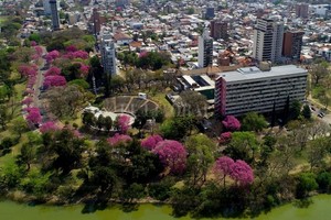 ELLITORAL_439154 |  Fernando Nicola En flor. Los lapachos del Parque del Sur, en una zona de la ciudad con mucho verde.