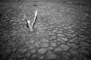 Gentileza Fich / Aldo Luján Zanetti La imagen ganadora muestra un árbol casi destruido con aspecto humano, que levanta los brazos al cielo como implorando por el agua.