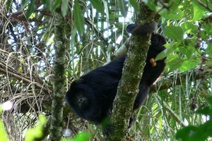 Ilaria Agostini. Instituto de Biología Subtropical, Facultad de Ciencias Forestales, Univ. Nac. Misi Esta imagen fue tomada por una científica que trabaja con los monos en peligro. Esta variedad de la especie, el carayá negro, habita también Santa Fe, y no corre tanto peligro como el colorado, ya que al no estar en peligro las poblaciones circundantes puede recolonizar.