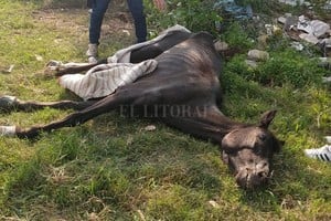 ELLITORAL_375582 |  Gentileza