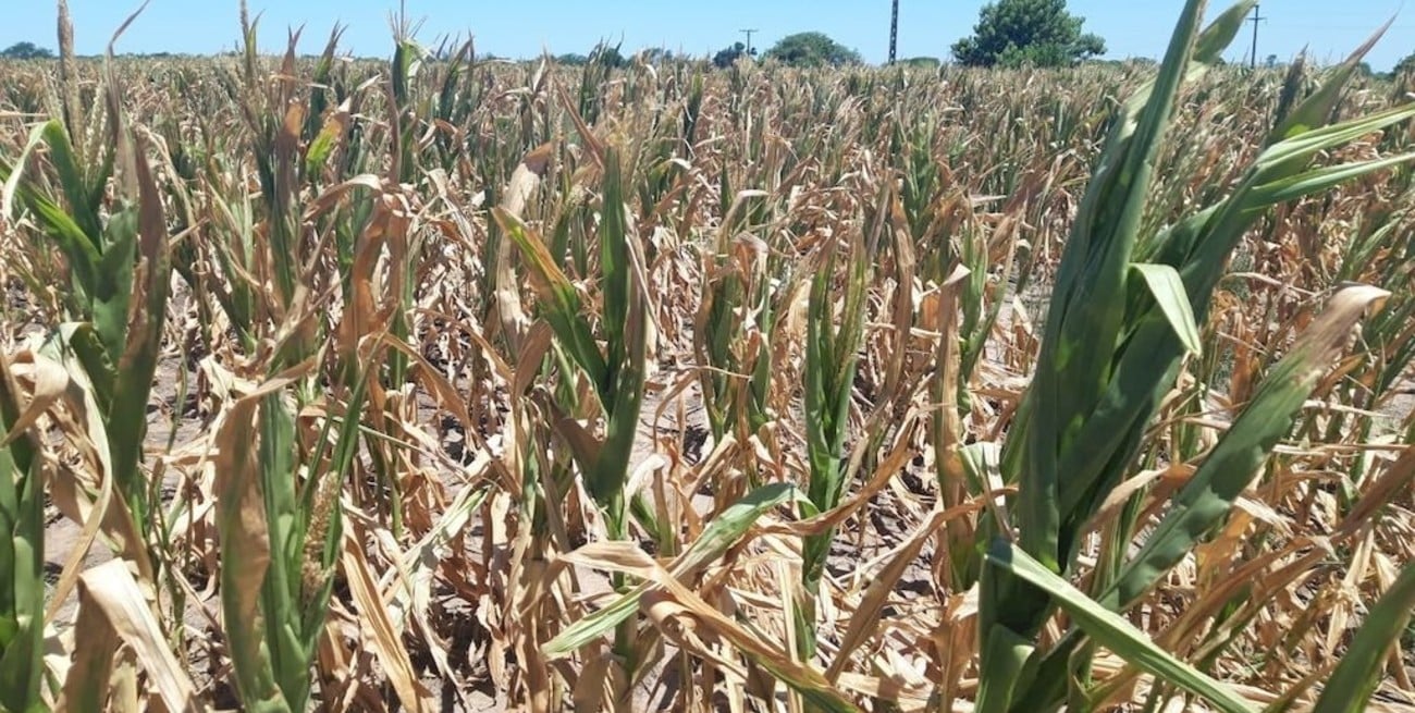 Declararán la emergencia agropecuaria  en los 19 departamentos de la provincia de Santa Fe