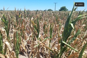 ELLITORAL_431233 |  Archivo D.R