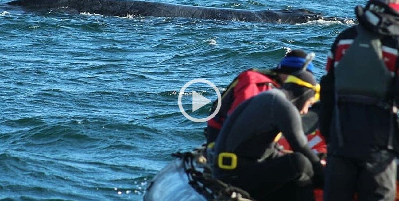 Video: salvaron una ballena en Ushuaia gracias a joven santafesina