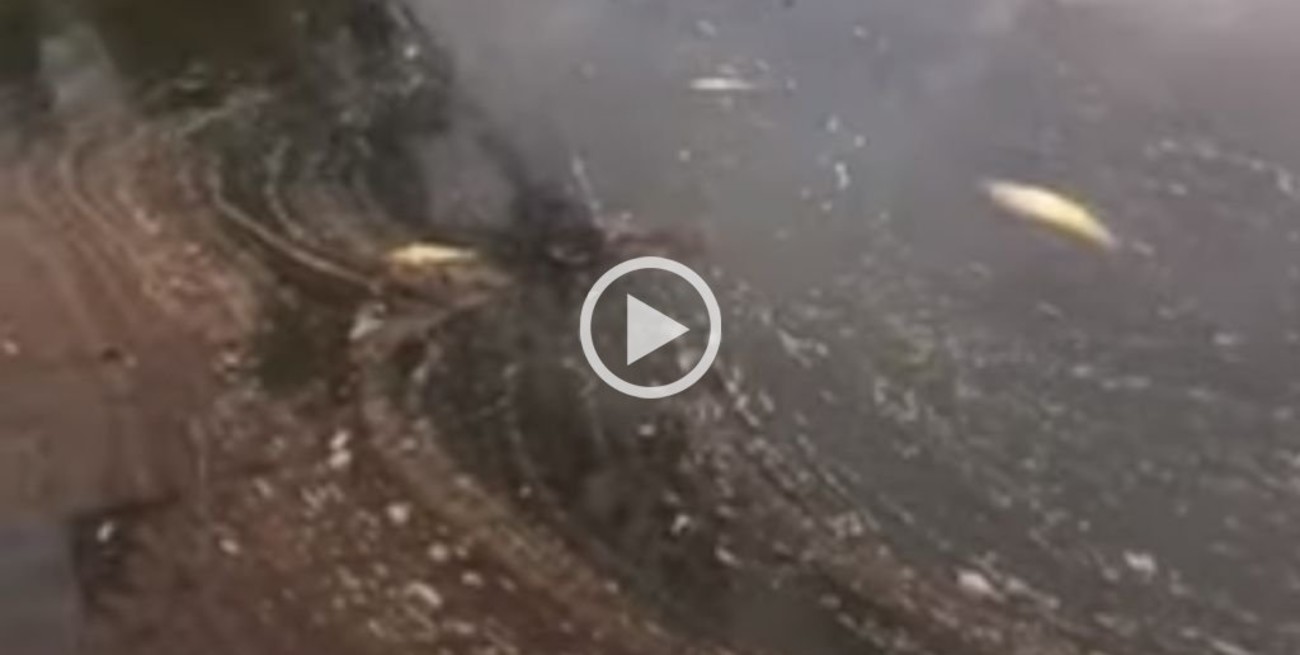 Video: mortandad de peces en el Río Paraná a la altura de Corrientes