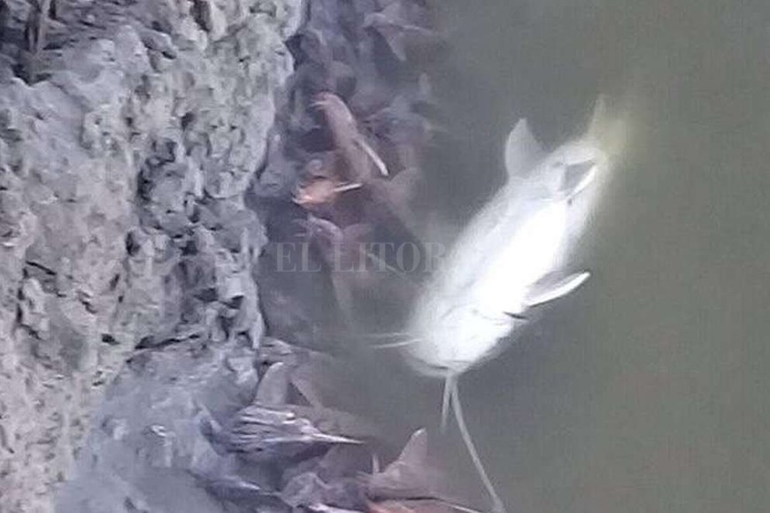 ELLITORAL_203606 |  Gentileza Juan Martín Mastropaolo. Mortandad. Los peces muertos viajan hoy por el Salado y aparecerían en la costa de Santo Tomé en los próximos días.