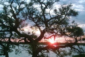 Ornella Monguzzi (Archivo El Litoral)