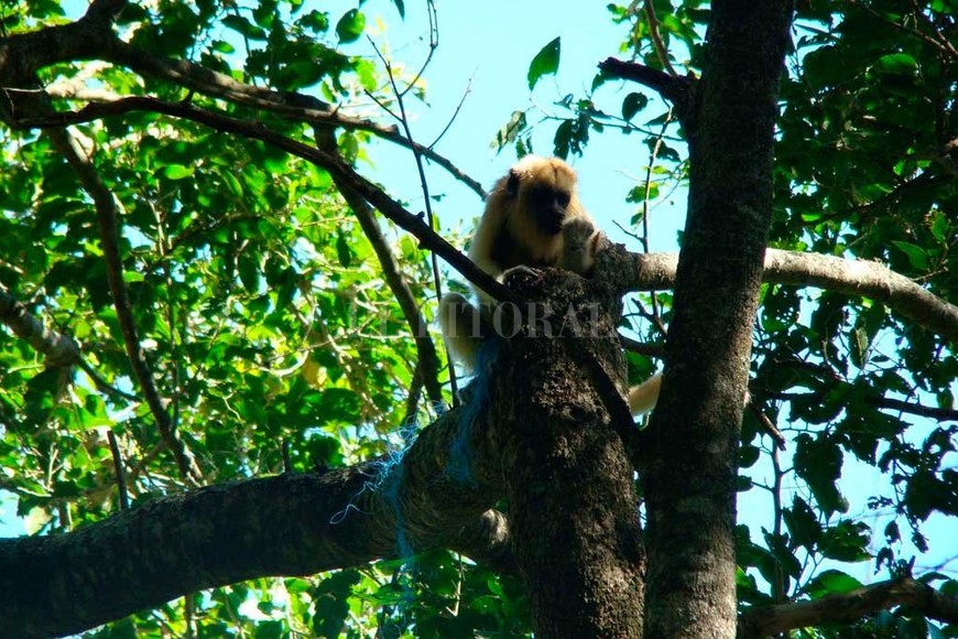 ELLITORAL_423623 |  Romina Pavé (Gentileza). Mono carayá (Alouatta caraya) enredada en una red de pesca abandonada enredada en sus patas traseras.