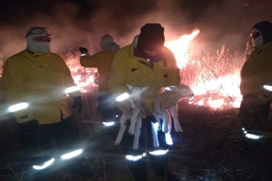 ELLITORAL_364328 |  Télam Al rescate. Los animales terrestres los más propensos a quedar atrapados por el fuego.