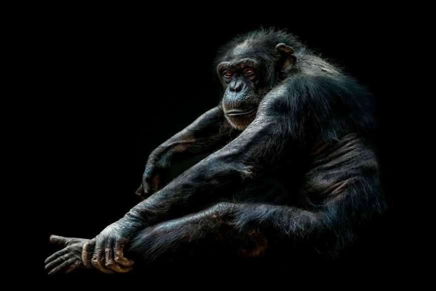 ELLITORAL_435969 |  Pedro Jarque Krebs D.R