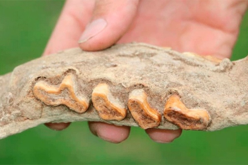 ELLITORAL_375724 |  Gentileza