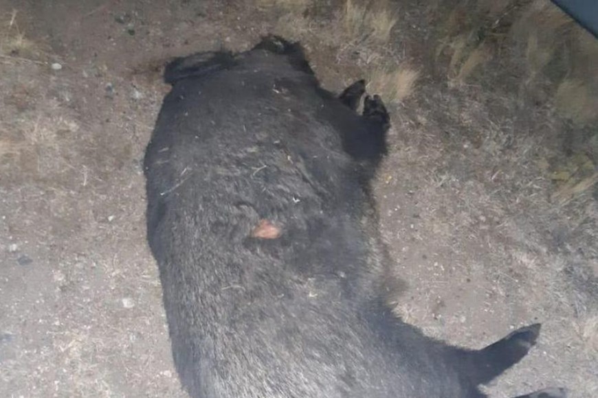 ELLITORAL_392967 |  Gentileza El jabalí que protagonizó el siniestro vial.