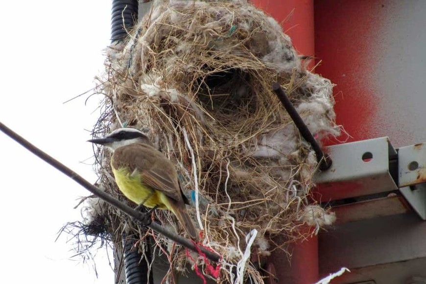 ELLITORAL_423622 |  Fabiana Sosa (Gentileza). Hilos de plástico y guata sintética utilizados como material de nidificación por benteveo (Pitangus sulphuratus). El nido se construyó sobre una torre de comunicación.