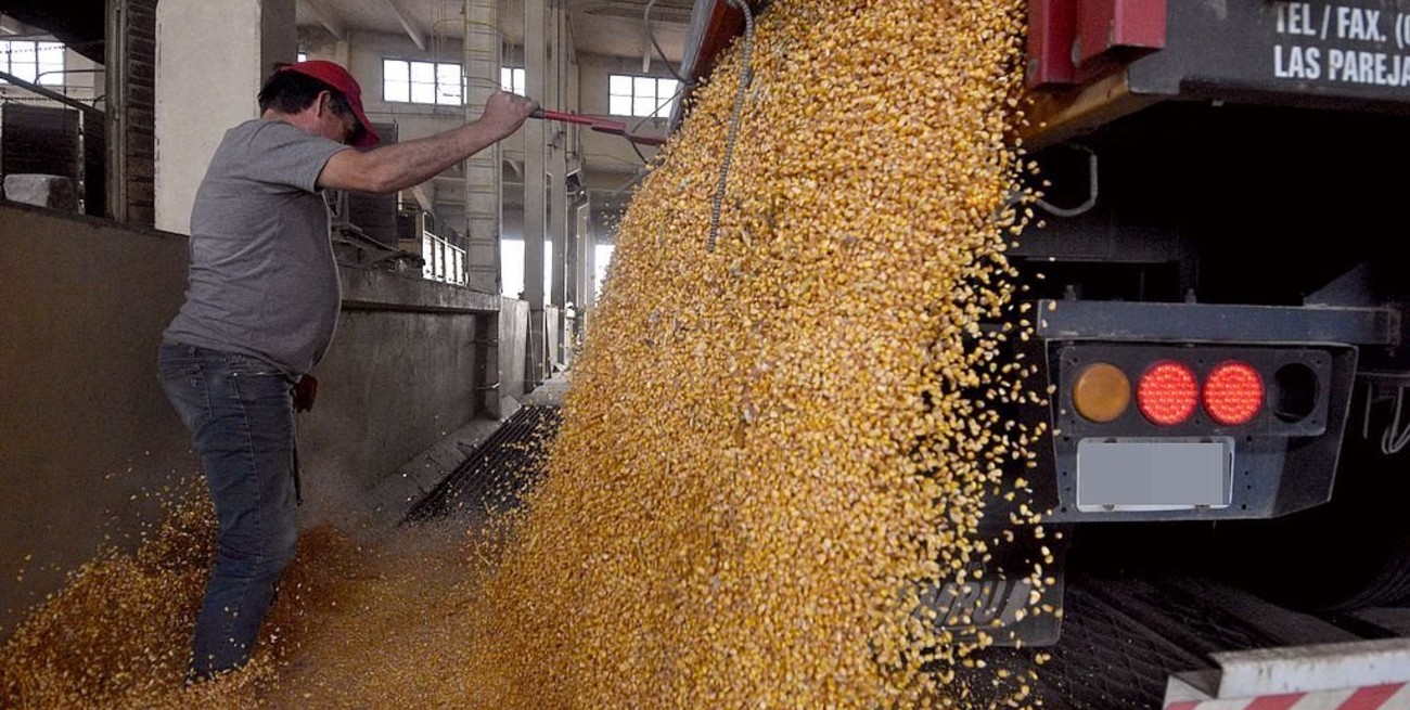 Subieron el precio del maíz y el trigo en Rosario