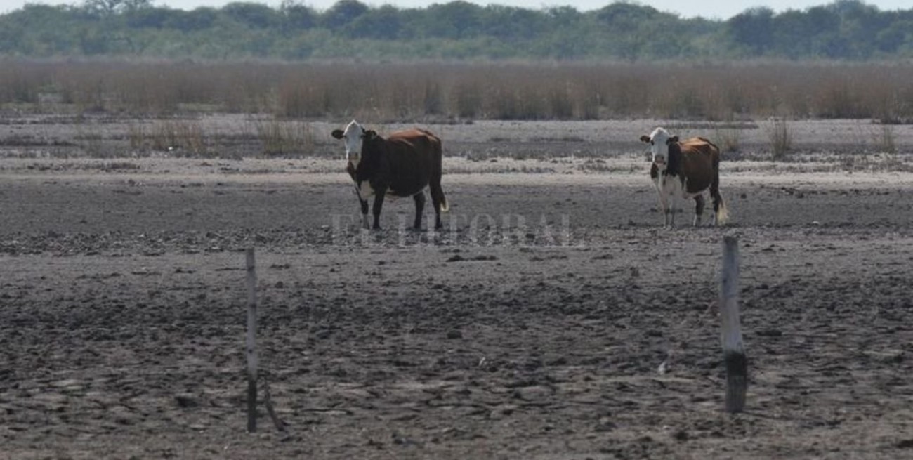 Solicitan la emergencia agropecuaria por sequía en la Rural de Tostado