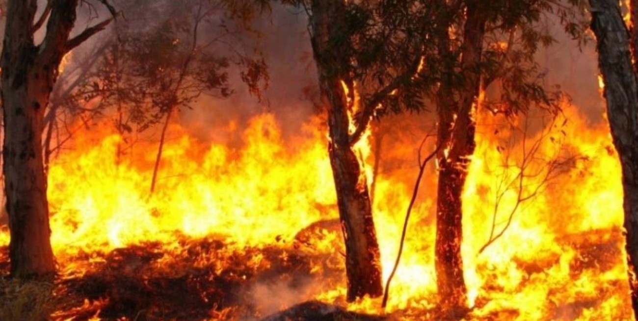 Cuatro provincias registraron incendios forestales activos en sus territorios