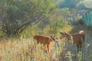 ELLITORAL_431387 |  Télam D.R