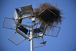 ELLITORAL_436681 |  Pablo Aguirre INSTANTÁNEA -  Custodiando el nido
