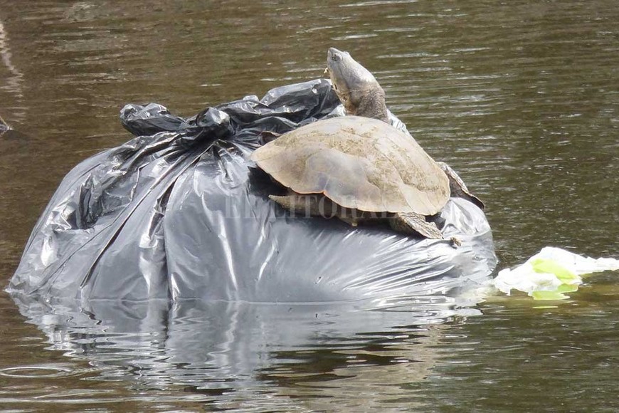 ELLITORAL_423621 |  Pablo Capovilla (Gentileza). Tortuga de laguna ( Phrynops hilarii) utilizando una bolsa de basura flotante como lugar para asolearse.