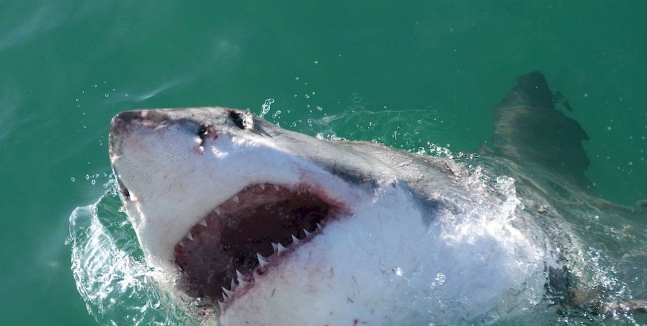 Un tiburón blanco mató a una turista en las Bahamas