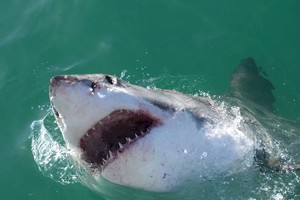 Archivo Foto ilustrativa de un tiburón blanco