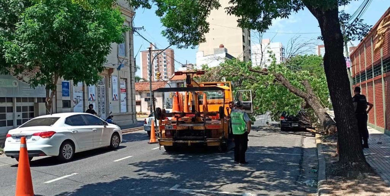 Un árbol cayó sobre un auto en barrio Constituyentes