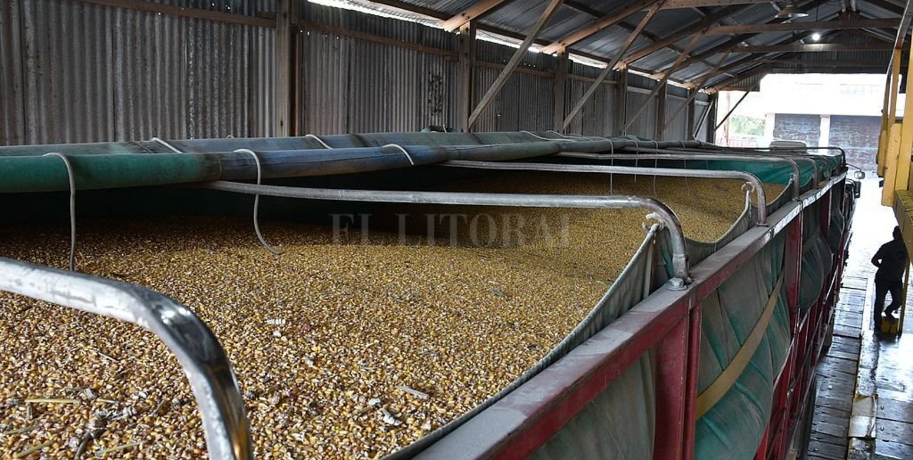 Por primera vez en 20 años la cosecha de maíz superó a la de soja
