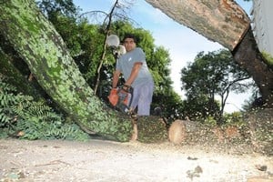 Archivo El Litoral / Flavio Raina Tiempo de poda. El municipio informó que está en marcha un cronograma para el mantenimiento de los árboles de la ciudad.