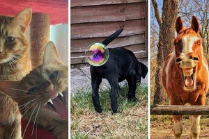 ELLITORAL_423940 |  Gentileza Las fotos más sorprendentes del Comedy Pet Photographer of the Year.