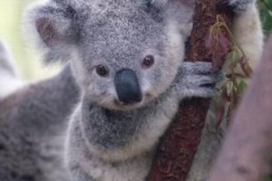 ELLITORAL_436617 |  Gentileza D.R