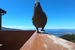 ELLITORAL_435250 |  Captura de video D.R