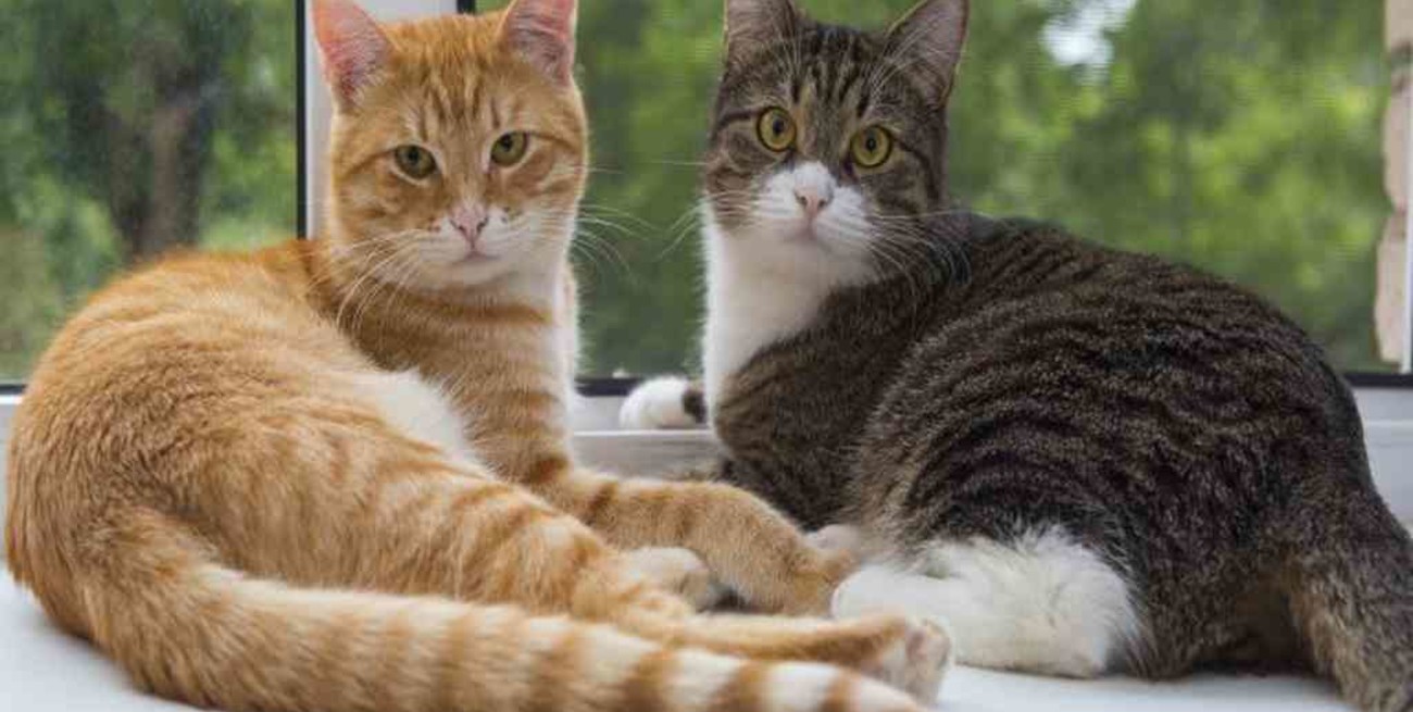 Un estudio reveló que alrededor del 10% de los gatos tienen anticuerpos contra el coronavirus