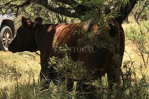 ELLITORAL_428142 |  El Litoral D.R