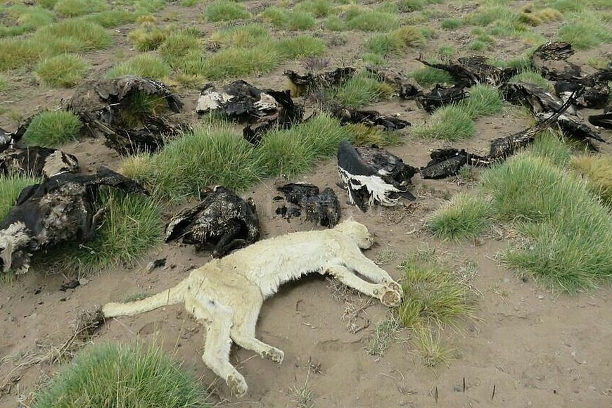 ELLITORAL_201529 | Programa Conservación Cóndor Andino