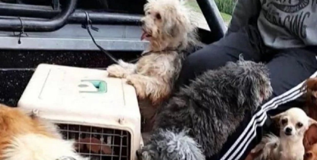 Allanaron un criadero clandestino con 40 perros en Corrientes en estado de abandono