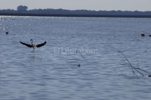 Periodismo Ciudadano / Carla Roussillión Un flamenco aterriza en una de las lagunas cercanas a Campo Andino