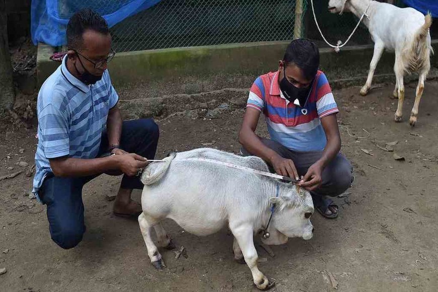 ELLITORAL_389561 |  Imagen ilustrativa Rani tiene una longitud de unos 69 centímetros, una altura de 50.8 centímetros y un peso de 25.8 kilogramos.