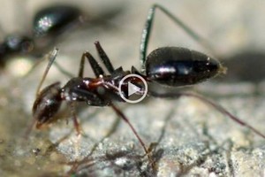 ELLITORAL_385405 |  C. Pradera