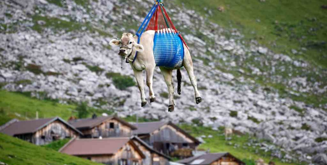 Conmovedor: trasladaron en helicóptero a vacas lesionadas en un valle suizo
