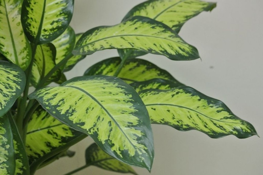 ELLITORAL_413279 |  Gentileza Diefembaquias. Foto ilustración Shutterstock.